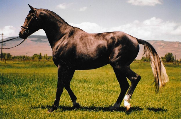 oldenburg stallion mannhattan